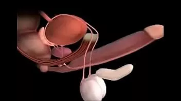 Play Cock x ray orgasm contractions simulator